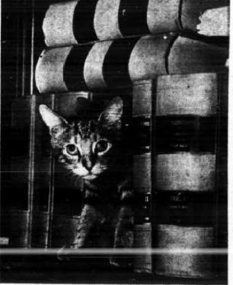 Kitty Hall stowaway cat
