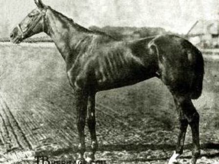 Hindoo Race Horse, Dwyer Stables