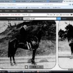 KingsleyHorse