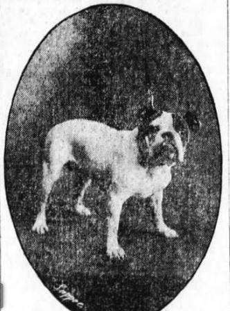 Yankee Stone bulldog owned by Kingsley Swan