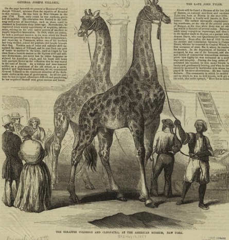 In September 1853, two giraffes that had been captured in Africa for the Royal Menagerie of Cairo appeared at the P.T. Barnum American Museum. The male, Colossal, was 17 feet tall, and the female, Cleopatra, was 15½ feet tall. Barnum advertised the pair as “The Only Giraffes in America.”