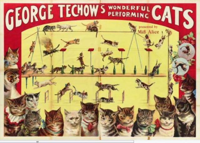 Herr George Techow trained his felines to walk on their front feet, jump through hoops of fire, jump over each other on a tightrope, and perform other acts that astonished vaudeville audiences in the late 1890s and early 1900s. In later years, George’s daughter, Alice, took over the act.