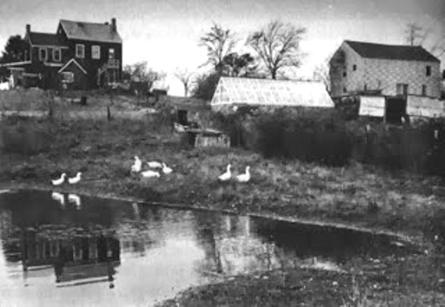 Herman Conrad Oeschli grew up on his family's 22-acre farm at 469 Bloomingdale Road in the Sandy Ground section of Staten Island. Although this photo was taken sometime around 1950, the farm and old farmhouse probably looked very similar in 1911 when the great hog struggle took place.