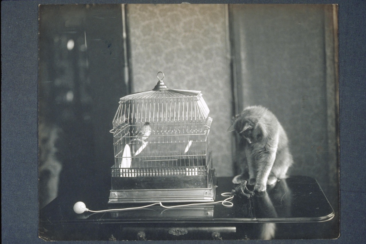 Cats were one of Jessie Tarbox Beals' favorite subjects. Who can blame her? In Part III of this cat tale, I'll take you on a tour of Jessie's Greenwich Village through some adorable cat photos. Could this be Crazy Cat?
