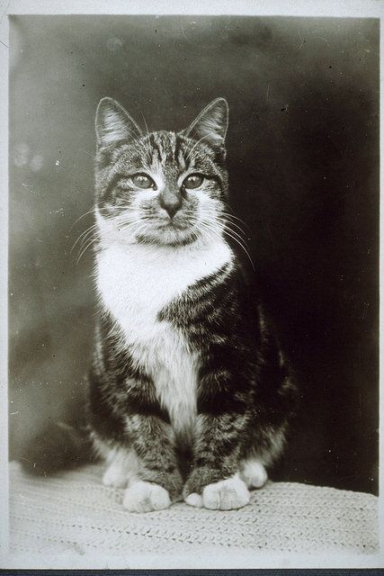 Photo by Jessie Tarbox Beals; New York Historical Society. Could this be Crazy Cat?