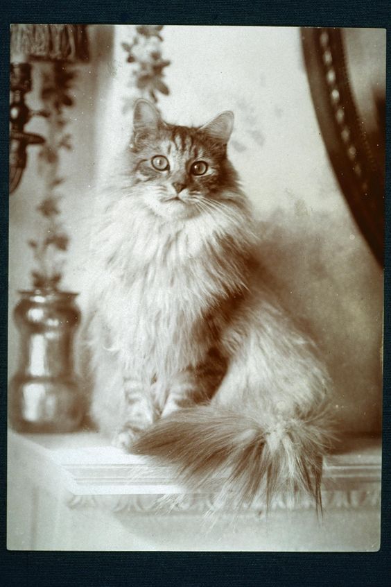 Jessie Tarbox Beals, photo of cat