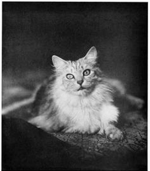 Jessie Tarbox Beals photo of cat