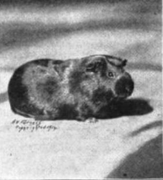 An actual photo of the Equitable Life guinea pig taken in March 1912