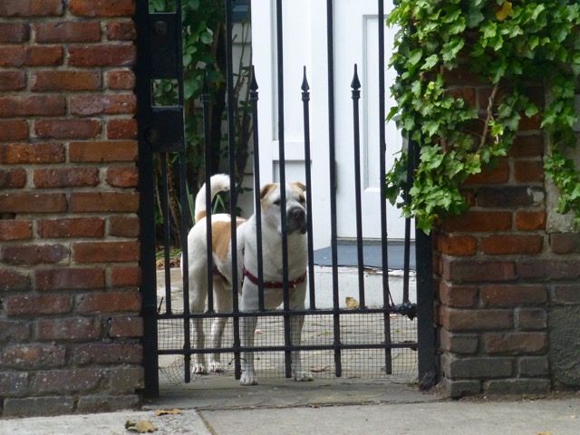 Or maybe you'll see him looking out from the wrought-iron fence. Photo courtesy of Judith E. Marsh. 