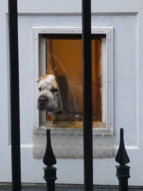 If you're lucky, you'll get a glimpse of the new "Mister Dog" looking out his doggie door. Photo courtesy of neighbor Judith E. Marsh.
