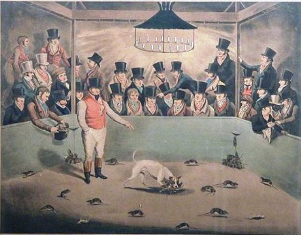 A scene at Kit Burn's Sportsmen's Hall at 273 Water Street, one of several "sporting" establishments such as McLaughlin's dog pit that featured rat-baiting in New York City in the 1800s.
