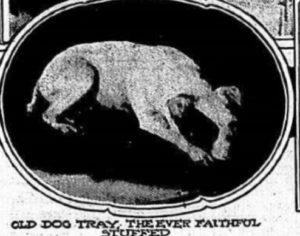 This photo of a stuffed pet dog appeared in the New York Telegram in 1911
