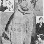 AbeLincolnCat