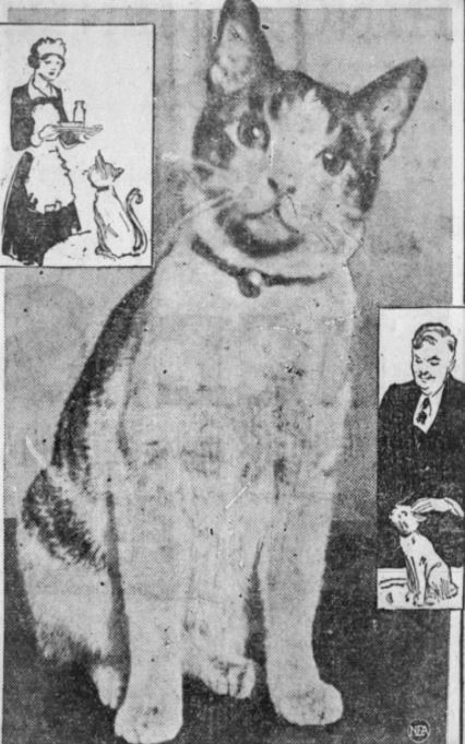 Abe, the mascot cat of the Hotel Lincoln, in 1928 or 1929. 