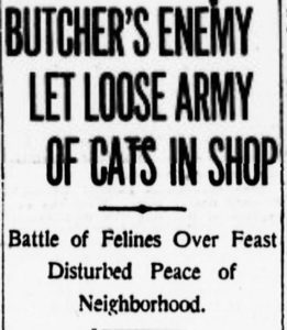 One of several headlines that appeared on November 5, 1914, the day after a clowder of cats went wild in the Brighton Beef Company butcher shop at 70 James Street. 