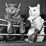 Cats Boxing Fight