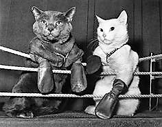The gloves came off when about 25 cats were tossed into the butcher shop at 70 James Street on the evening of January 23, 1914. 
