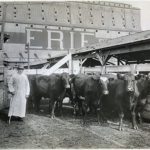 Cows Erie Stockyards