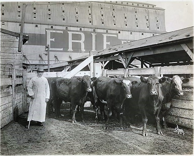 The cows that went wild on West Street in 1896 were being transported from Staten Island to the stock yards in Jersey City via the Erie Railroad's Pavonia Ferry. Here are the stock yards pictured in 1913. Museum of the City of New York Collections