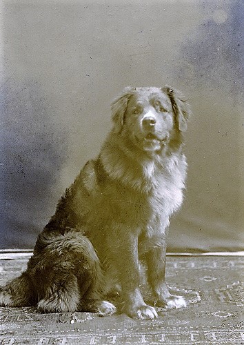 Vintage Newfoundland dog 
Could be Sergeant Nick of East New York Police Department? 
