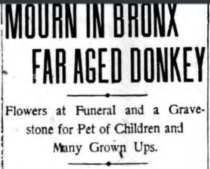 The children planned a proper burial for Pat the donkey. 
