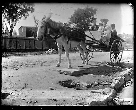 Children ride in a donkey cart at the intersection of Sedgwick Avenue and West Burnside Avenue in the University Heights section of the Bronx in 1897. Could these be the O'Connell children from Arthur Avenue on a Sunday drive?