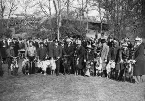 Contestants line up for the Bock Beer Goat Beauty Pageant in Central Park.