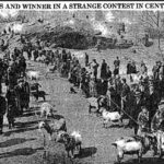 GoatContest1934