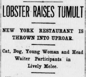 This silly cat meets lobster meets dog tale make the headlines of the New York Times. 
