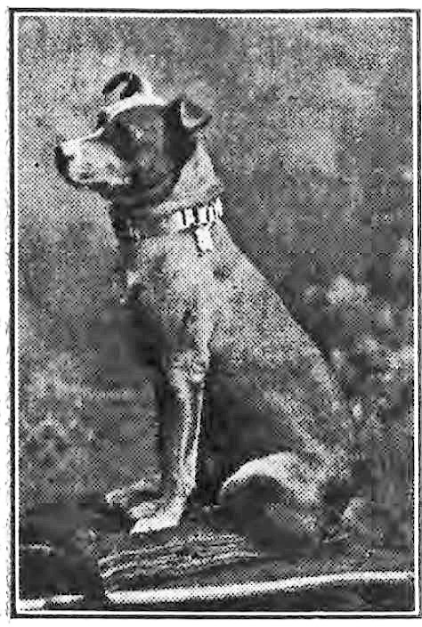 For 13 years, Roxie the Long Island Railroad Dog rode the trains across Long Island and to and from Penn Station whenever he pleased. 