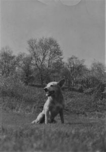 My dad often took Brownie up to Riverdale, where there were still lots of undeveloped fields to run in and explore.
