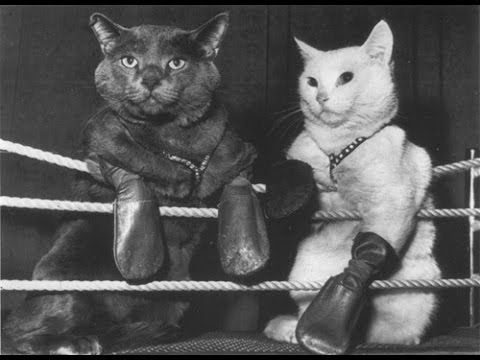 The climax of every Swain's Rats and Cats show was a boxing match between two cats.