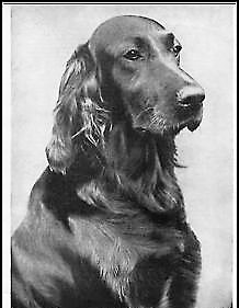 The first dog walker of New York had an Irish setter as her first customer. 
