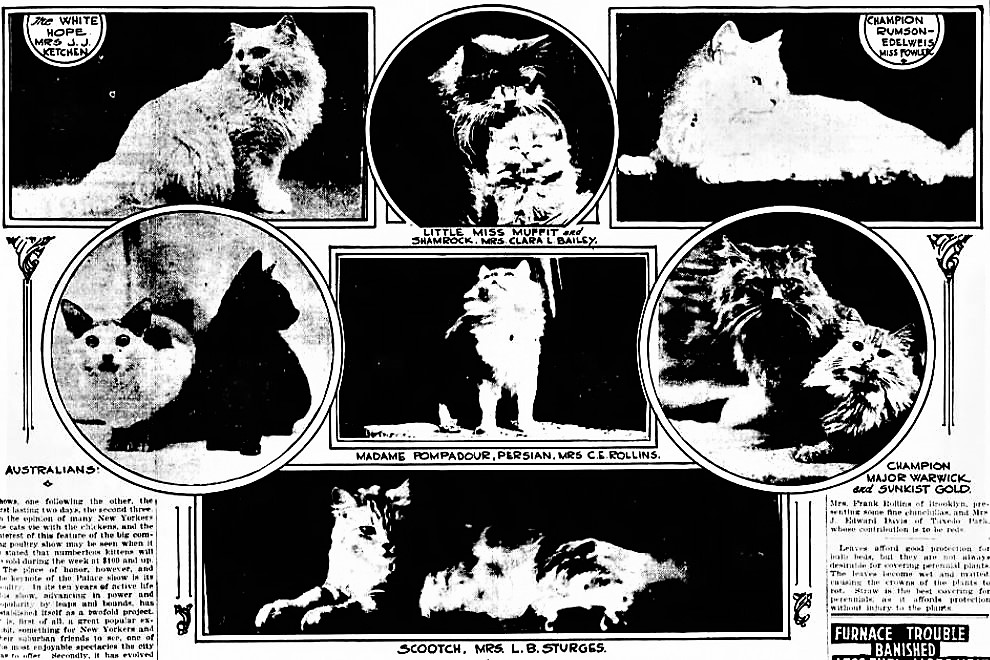 Here are some of the many cats featured at the Grand Central Palace show in 1916. 