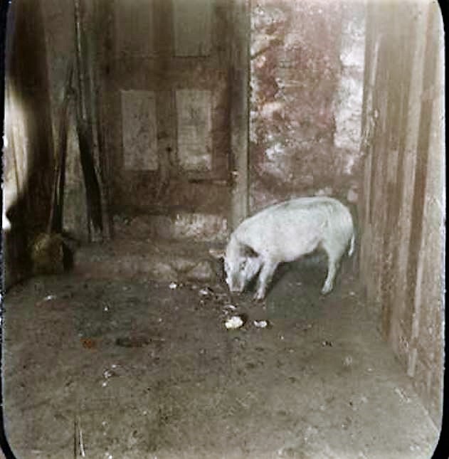 Vintage pig in barn