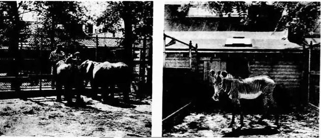 Some scenes from the Ruhe Wild Animal Farm in 1955, four years before a deadly fire put an end to the little wild animal kingdom in Woodside, Queens.