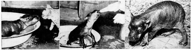 Skipper the baby hippo with the Ruhe Wild Animal Farm cat in 1941.
