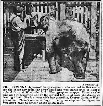 Ruhe Wild Animal Farm resident veterinarian Gustave Vestermann with Zinna, a four-year-old baby elephant. 