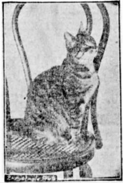 Lillian Russell was the mascot cat of the Dyker Meadow Golf Club in Brooklyn