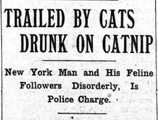 Several newspapers covered the catnip caper on Avenue B. 