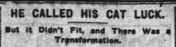New York Times, August 7, 1904
Cigar Shop Cat