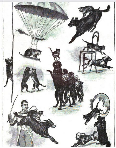 Leonidas Arniotis with his animals; Scientific American Supplement, Volume 43, January 1897. 