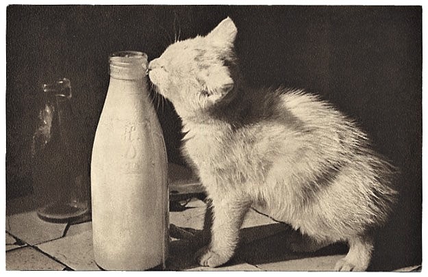 Cat with milk bottle