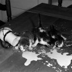 Cats Spilled milk