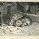 MilkCats