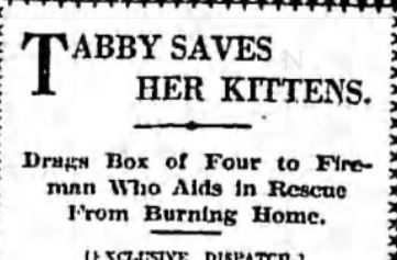 The Pitkin Avenue cat story made the national news. This headline appeared in the Los Angeles Times. 