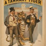 TammanyTiger