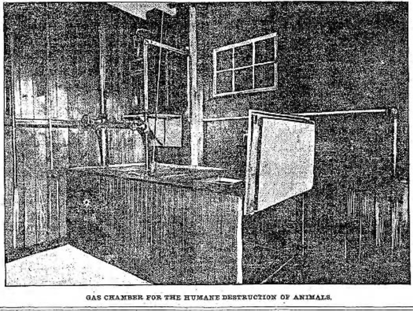 In June 1900, the Brooklyn Daily Eagle published this photo of a new gas chamber at the Brooklyn SCPA shelter on the corner of Malbone Street and Nostrand Avenue. The article suggested that the dogs and cats who were sent to their deaths after the mandatory 48-hour waiting period probably led a horrible life anyway, and thus, "the poor brutes that go their to die have a happy forty-eight hours if they have not known happiness before." 