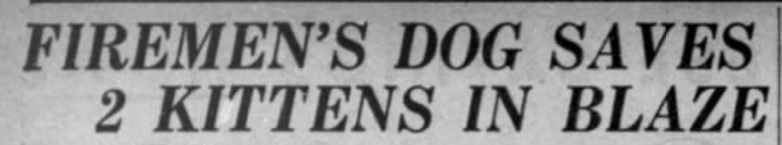 Nig the Fire Dog saved 2 kittens, New York Daily News, February 3, 1935