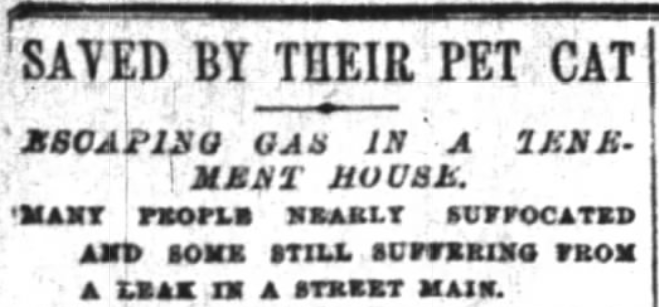 New York Times, February 9, 1889
Pet Cats Save residents, gas leak